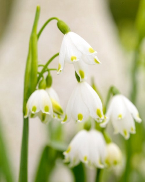 leucojum vernum_500x0.jpg